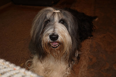 13 year old Skye with a dirty beard.